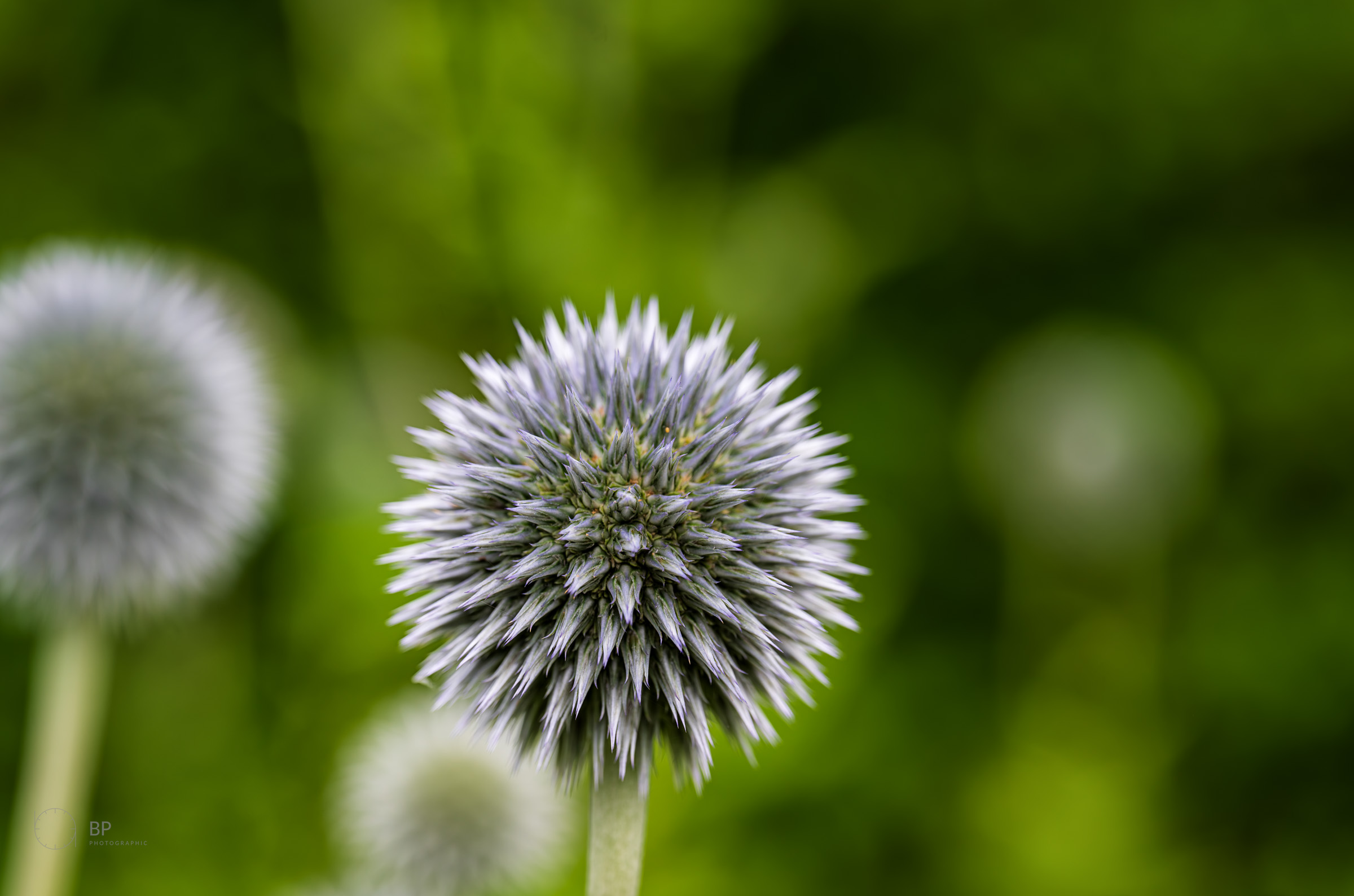 Globe thistle